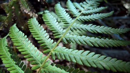 Fern in the Forest