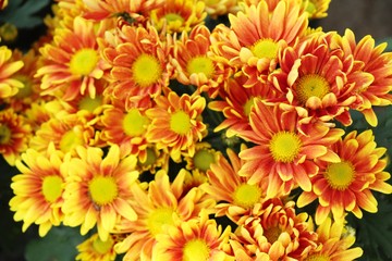 Chrysanthemums flower is beautiful in the garden