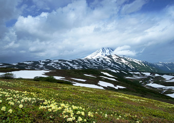 Fototapeta premium scenic view of the volcano and the field of flowering rhododendrons