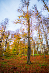 Autumn landscape at Sarmisegetusa , Romania