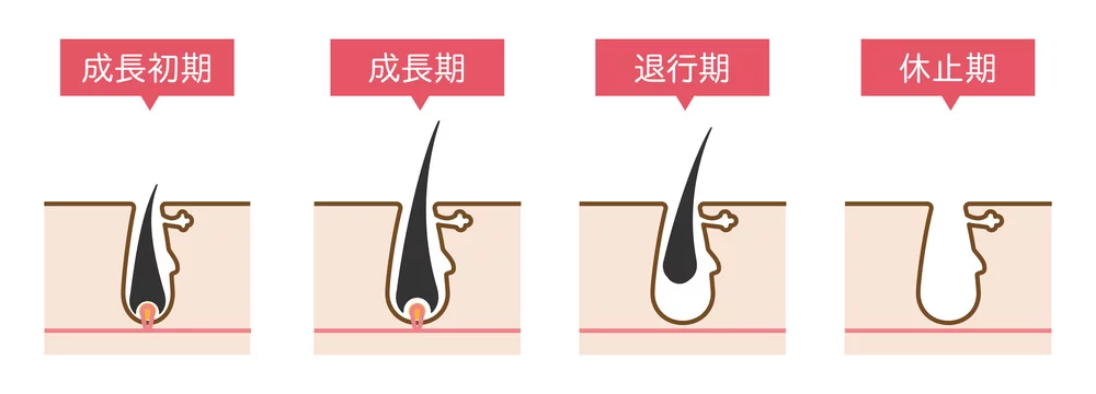 脱毛の毛周期シンプルかわいい説明図イラスト Stock Illustration Adobe Stock