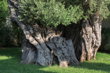 Tronco di albero d'olivo