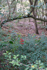 View of Red Round Berry With Forest in the Background