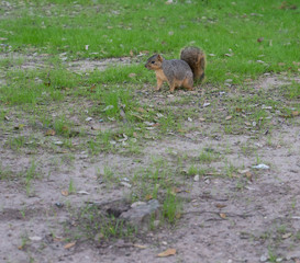 Squirrel Standing on Four Feet in the Park