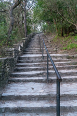 Looking Up at Multiple Stairs With Handrail in the middle and Dense Vegetation