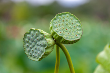 Closeup of two lotus seed pods together