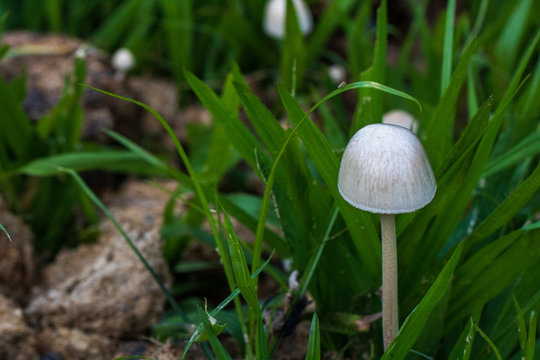 Mushrooms (Panaeolus semiovatus) in the foreground, on herbivore dung 
