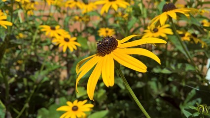 Black-eyed Susans Against Brick