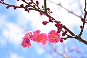梅の花