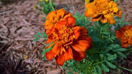Marigolds in the Garden
