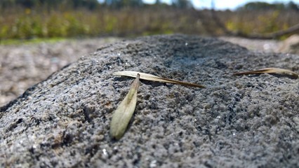 Ash Samaras on Stone