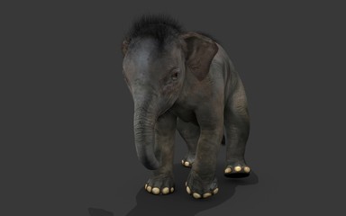 baby Elephant