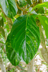 Noni Leaf Closeup