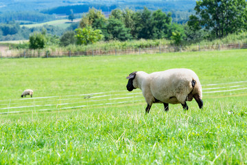 Obraz premium 放牧中の羊 / 北海道 美瑛町