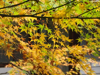 紅葉
