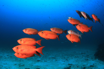 Red snapper fish