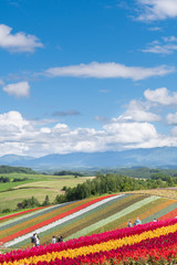 美瑛の丘の風景 / 北海道 美瑛町の観光イメージ