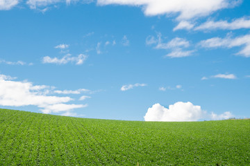 美瑛の丘の風景 / 北海道 美瑛町の観光イメージ