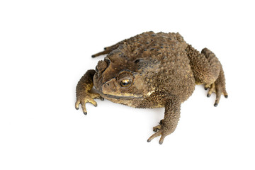 Image of toad(Bufonidae) isolated on a white background. Amphibian. Animal.