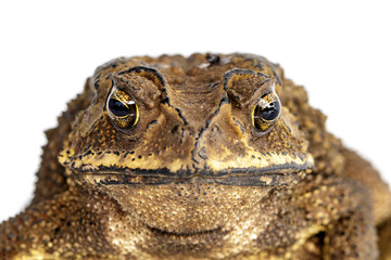 Image of toad(Bufonidae) isolated on a white background. Amphibian. Animal.