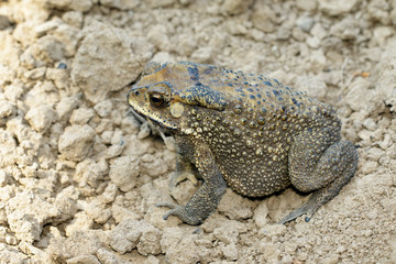 Image of toad(bufonidae) is on the soil lump. Amphibian. Animal.