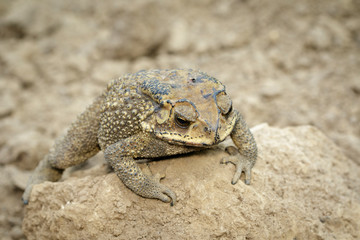 Image of toad(bufonidae) is on the soil lump. Amphibian. Animal.