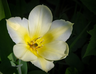 Fototapeta na wymiar Beautiful tulip on the garden