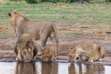 The Savuti Marsh Pride lions roam in the Chobe National Park Botswana.