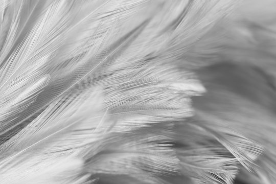 Gray bird and chicken feathers in soft and blur style for the background. dark tone