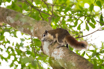 Squirrel running on tree branches.