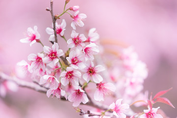 Fototapeta premium Wild Himalayan Cherry or Sour cherry in Thailand using as nature background
