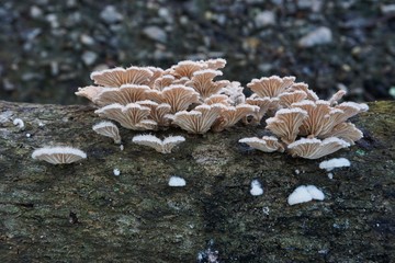 wild mushrooms on the tree