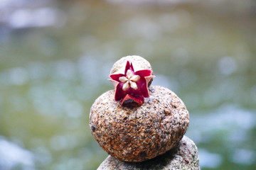 photo picture of a beautiful composition of stones and flowers on the background of nature and the moving water of a waterfall and rocks