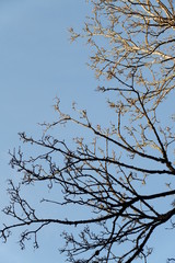 Tree and sky