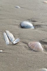 Formby beach seashells