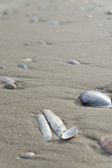 Formby beach seashells