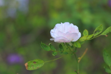 White rose in the garden.soft focus.