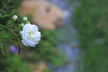White rose in the garden.soft focus.