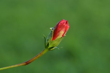a hibiscus flower