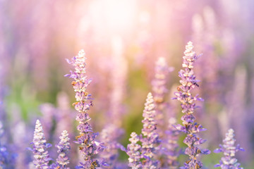 Fototapeta premium Close up nature view of purple flower under sun light. Natural green plants landscape using as a background or wallpaper.
