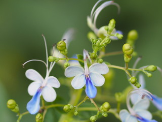 blue flower on blur background beautiful nature