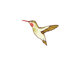 Dulce colibrí © Nectaryogini