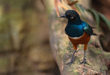 Deep Blue, Orange, and White PLumage on a Superb Starling on a Branch