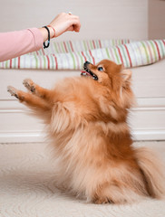Teenage girl with a dog breed Spitz rejoices with a pet at home on the floor.