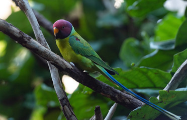 Deep Green, Yellow, and Red Plumage on a Plum Crested Parrot on a Branch