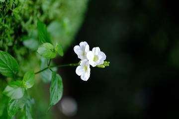 white flower in garden