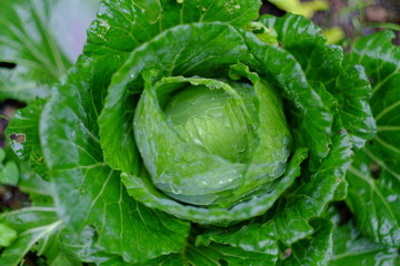 organic green cabbage fresh vegetable farm