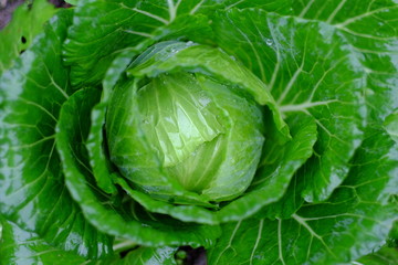 head of cabbage
