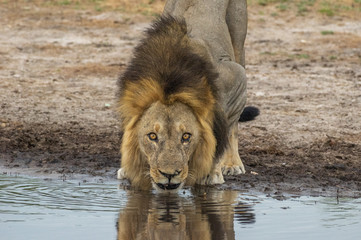 The Savuti Marsh Pride lions roam in the Chobe National Park Botswana.