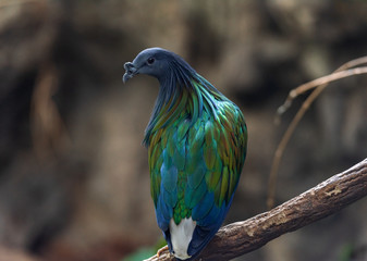 Metallic Rainbow Hued Plumage on a Nicobar Pigeon on a Branch